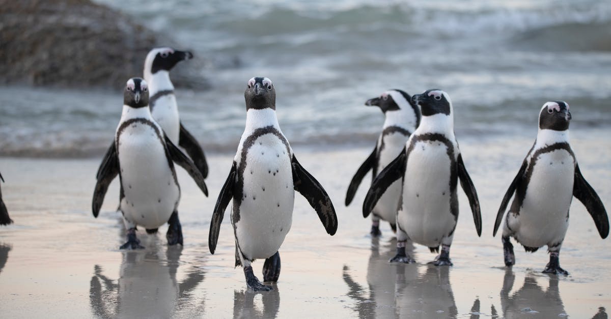 Seeing Penguins "in the wild" in Sydney - Flock of Penguins Near Sea