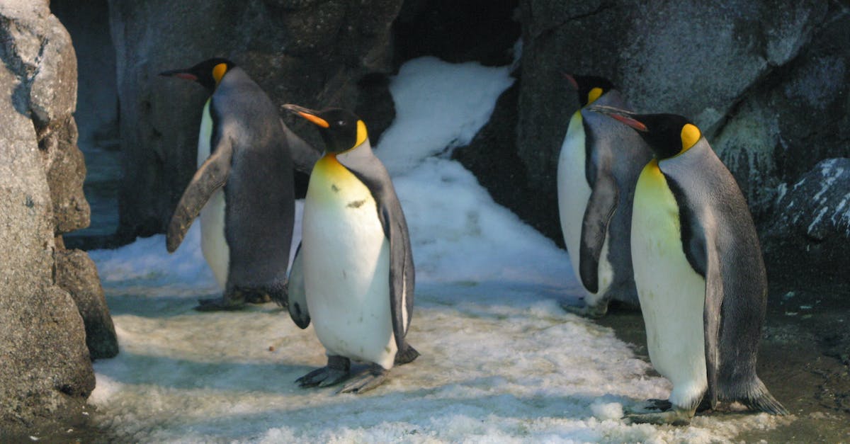 Seeing Penguins "in the wild" in Sydney - Four King Penguins