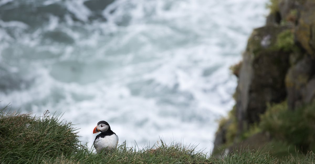 Seeing puffins in their natural habitat - From above of small curious black and white wild Atlantic Puffin bird sitting on rocky green slope near foamy waving sea