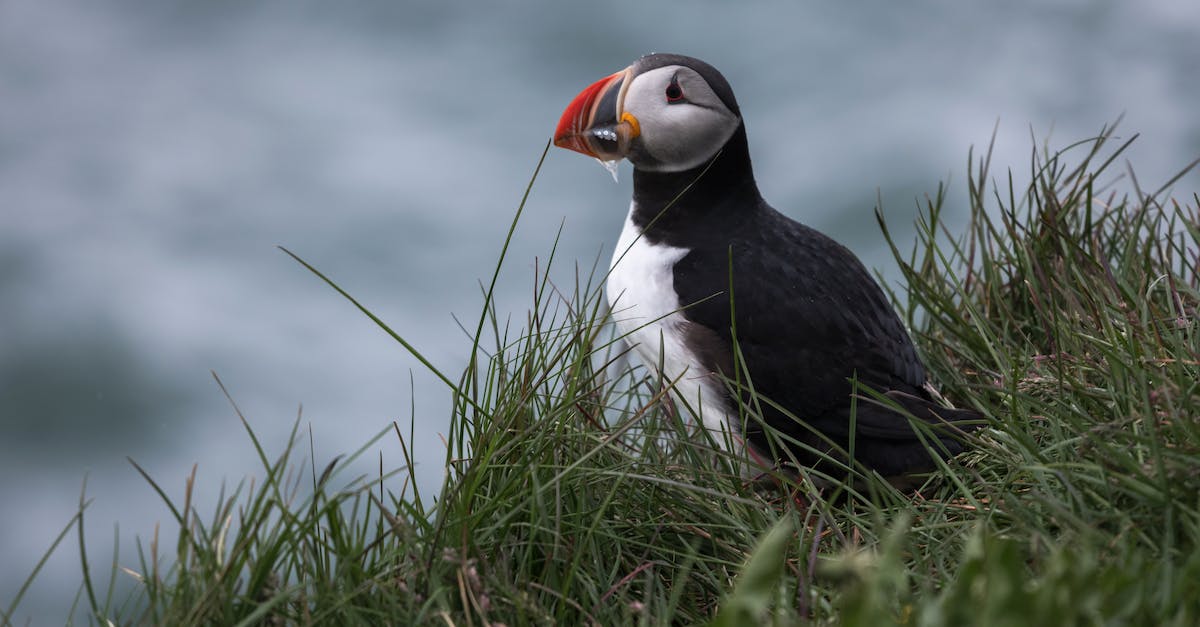 Seeing puffins in their natural habitat - Exotic Atlantic Puffin with colorful beak sitting on lush grass against blurred foamy blue water on clear day
