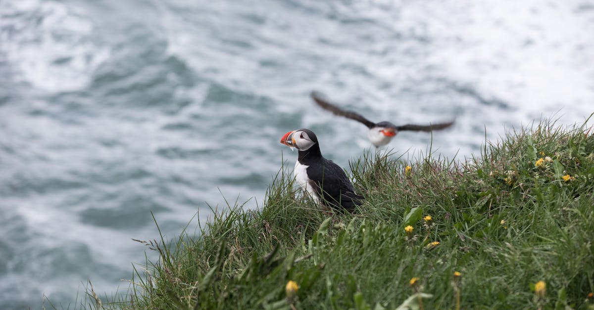 Seeing puffins in their natural habitat - Puffin birds near grassy cliff and wavy sea
