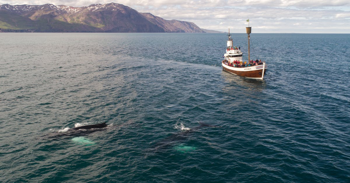 Self-planned driving tour of Iceland [closed] - Tourist boat and whale in sea not far from shore