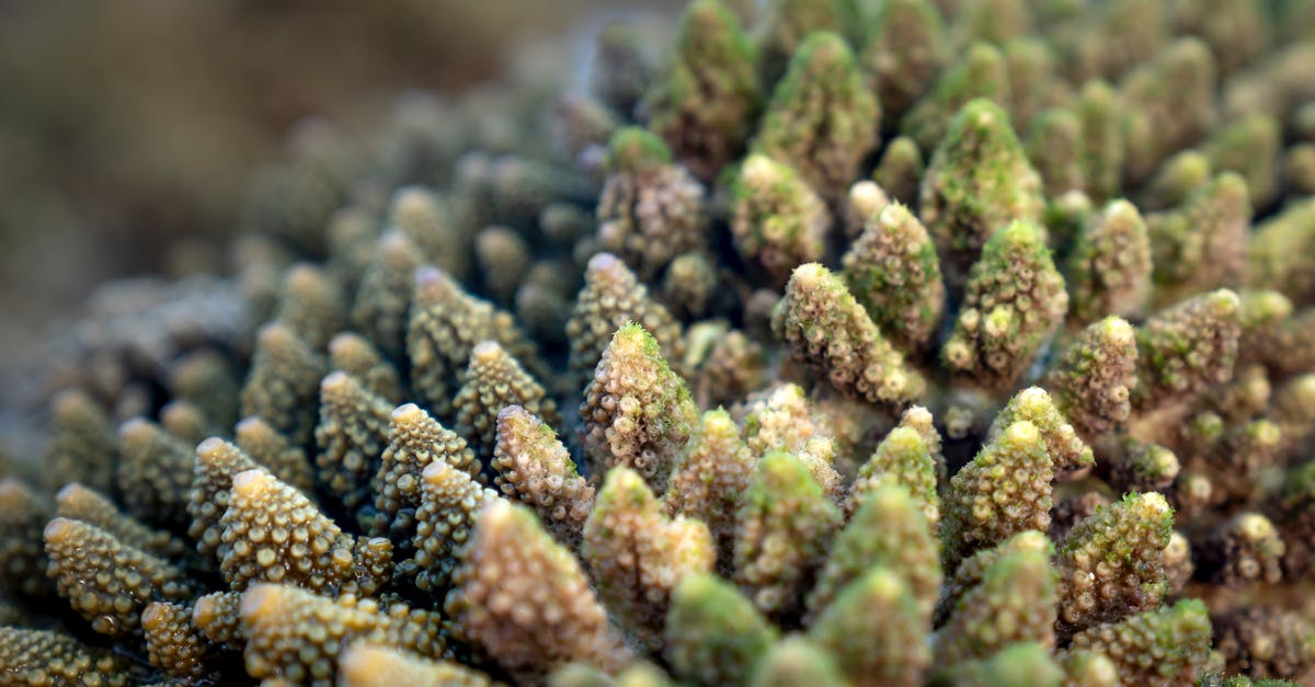 Sending unaccompanied bags from Vietnam to Borneo [closed] - Textured stone corals growing under sea water