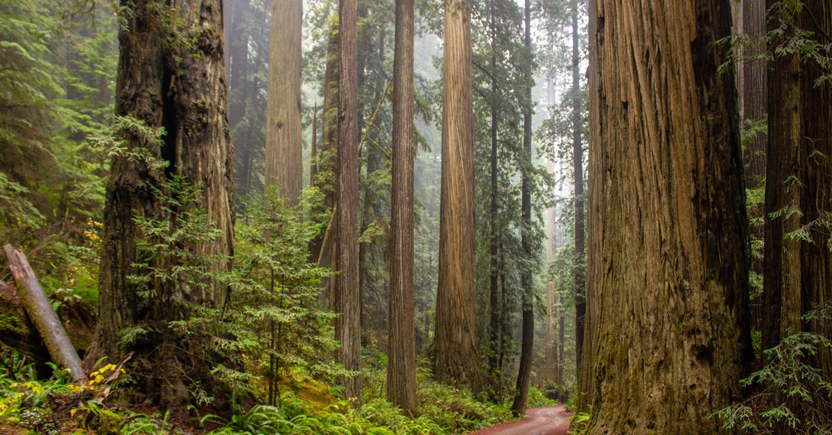 Sequoia Park Visit - Trees Beside Road