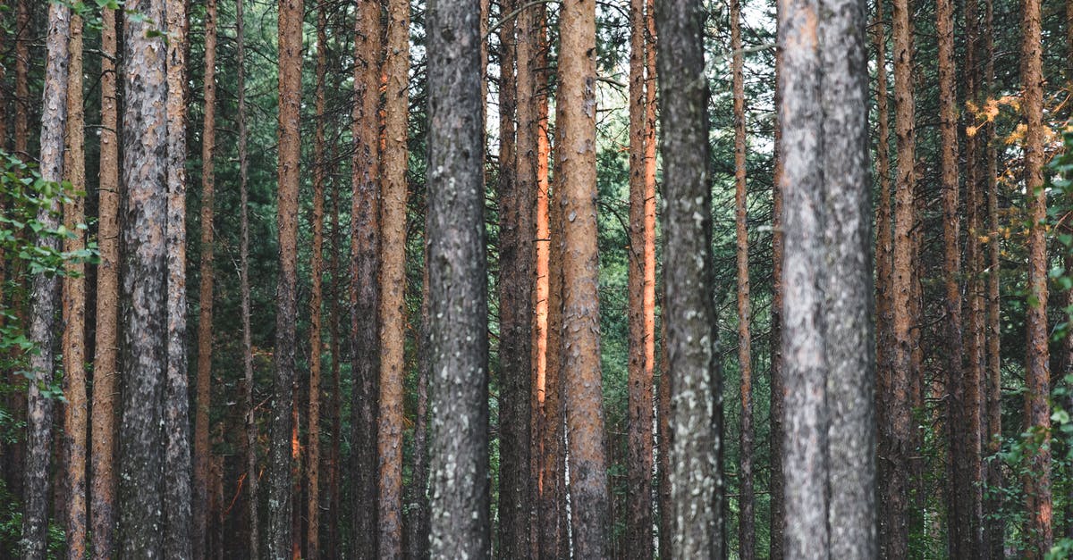 Sequoia Park Visit - Green Forest