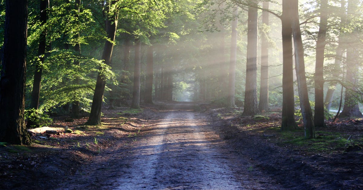 Sharing and saving your trail as you travel - Sunlight Through Trees Beside Pathway