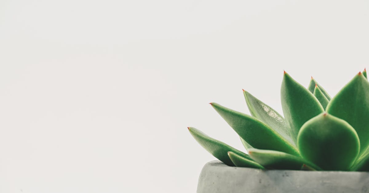 Sharp things on a plane? [closed] - Succulent Plant on Gray Plant Pot Close-up Photo