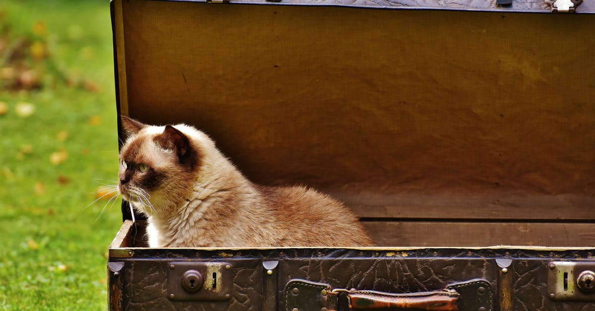 Shipping luggage vs. checking it for US domestic air travel - White and Brown Siamese Cat Inside Chest Box