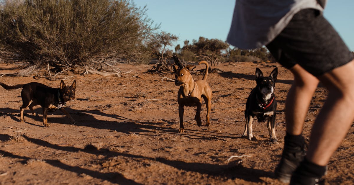 Short transit in ZRH, will I have enough time? - Group of medium size dogs with short fur running to crop man in casual clothes in sandy area in daytime