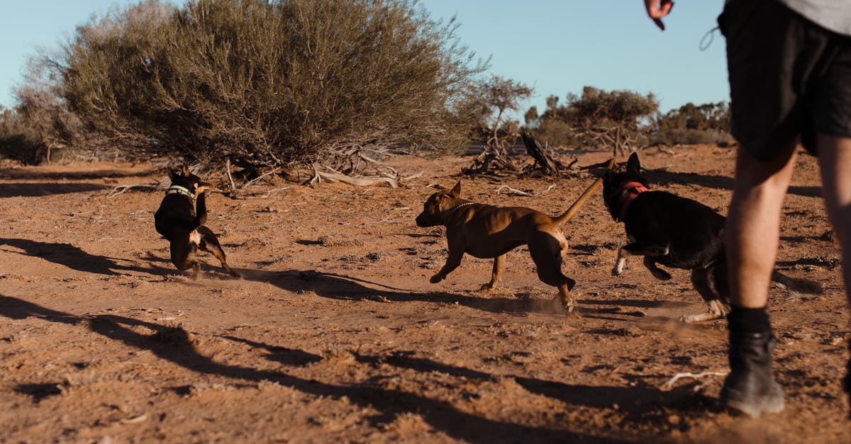 Short transit in ZRH, will I have enough time? - Group of dogs running away from man on sand