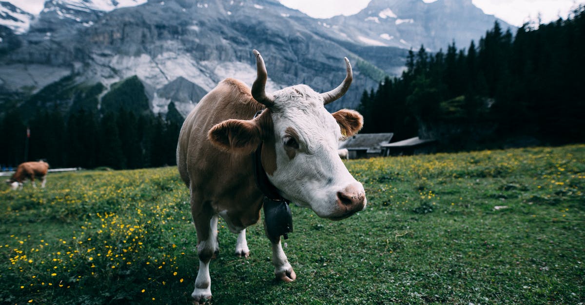 Should I go to Switzerland from Paris? [closed] - White and Brown Cow Near Mountain during Daytime