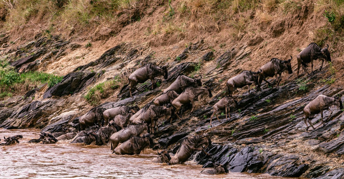Should I mention being denied entry to UK due to a confusion in my Visa and Ticket bookings? - Confusion of strong wildebeests crossing muddy deep river in wild nature in Africa