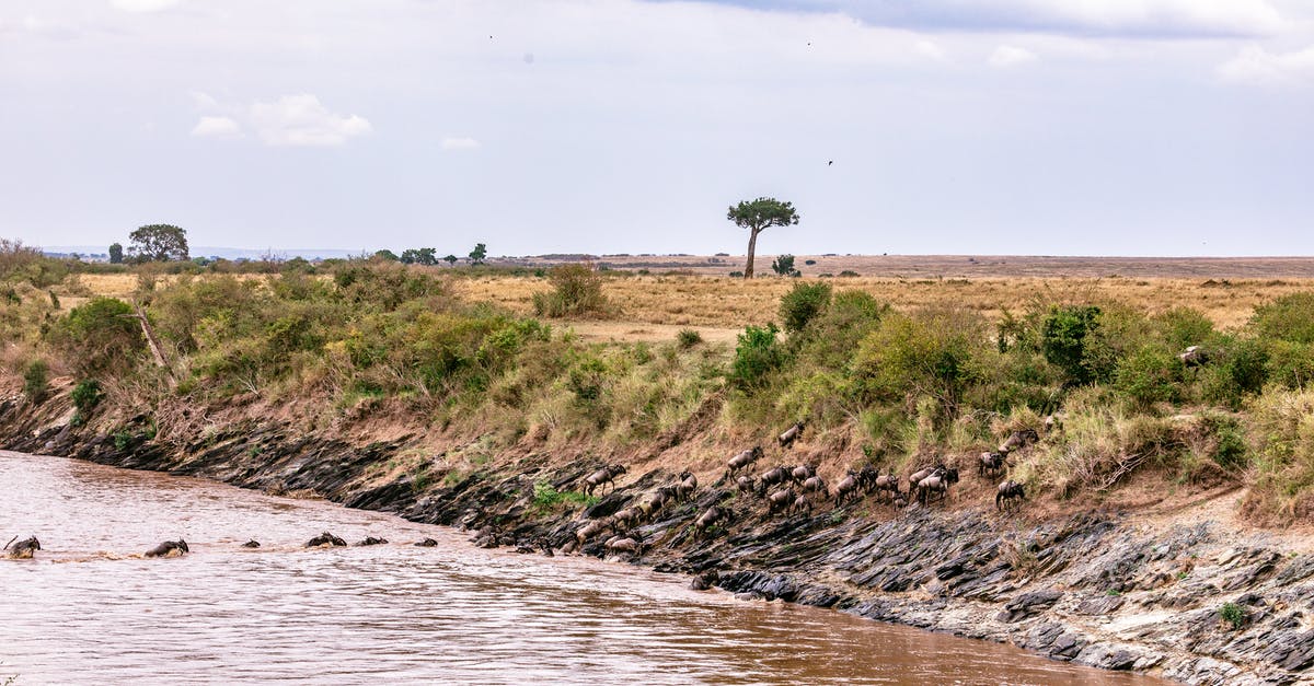 Should I mention being denied entry to UK due to a confusion in my Visa and Ticket bookings? - Picturesque scenery of wildebeests swimming and crossing muddy river during great migration in green savanna in Africa