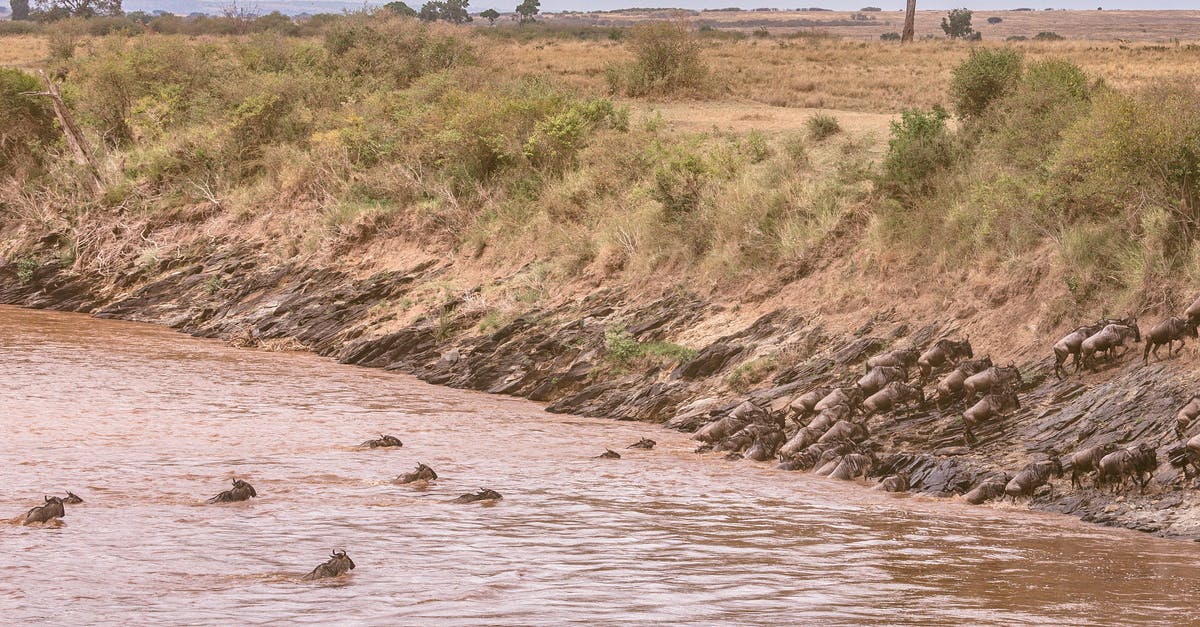 Should I mention being denied entry to UK due to a confusion in my Visa and Ticket bookings? - Confusion of wildebeests swimming across deep muddy river during great migration in grassy savanna in Africa