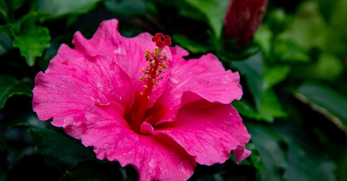 Singapore and surroundings [closed] - Close-Up Shot of a Pink Hibiscus in Bloom