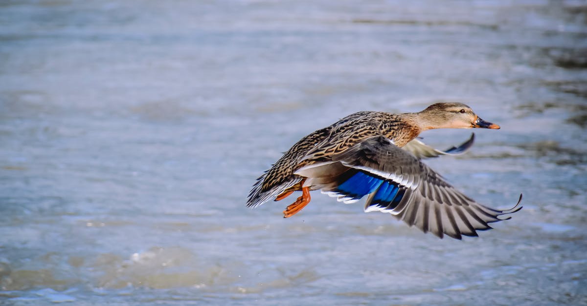 Single flight multiple flight numbers? - Single duck flying over rippling water