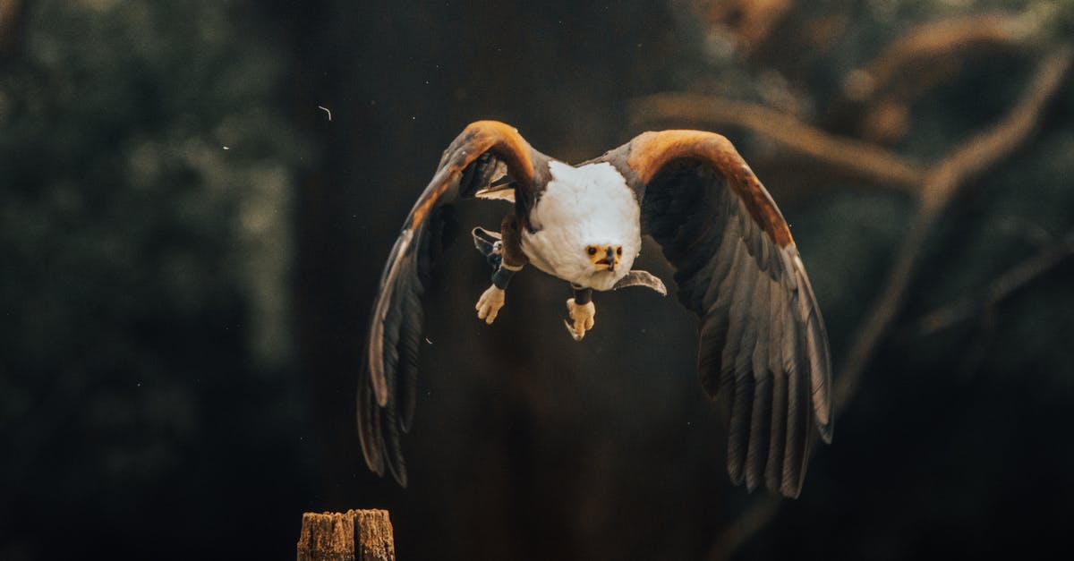 Single flight multiple flight numbers? - Bald eagle flying in countryside