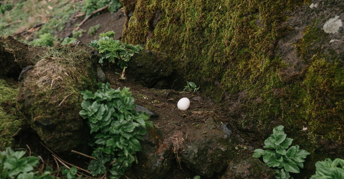 Single-ticket flights to or from Iceland that don't involve Keflavík - Single bird egg in ground nest