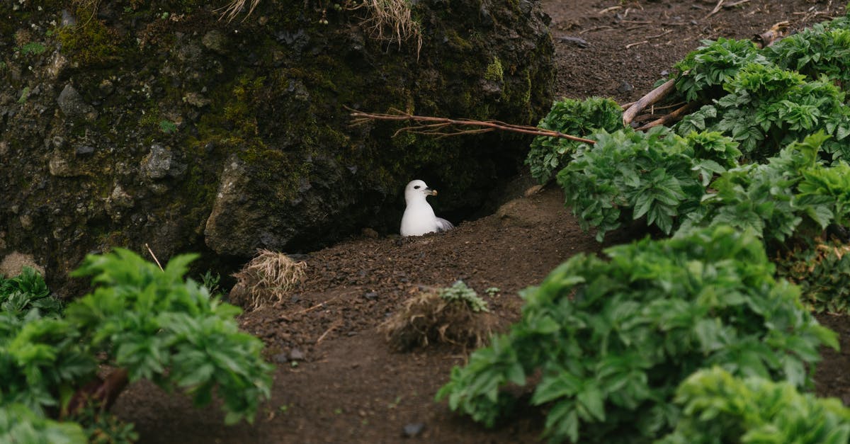 Single-ticket flights to or from Iceland that don't involve Keflavík - Wild seagull in nest on ground