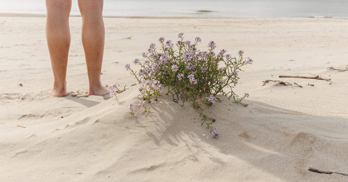 Skip first leg of Greyhound journey - Crop traveler on sandy beach against sea and blooming flowers