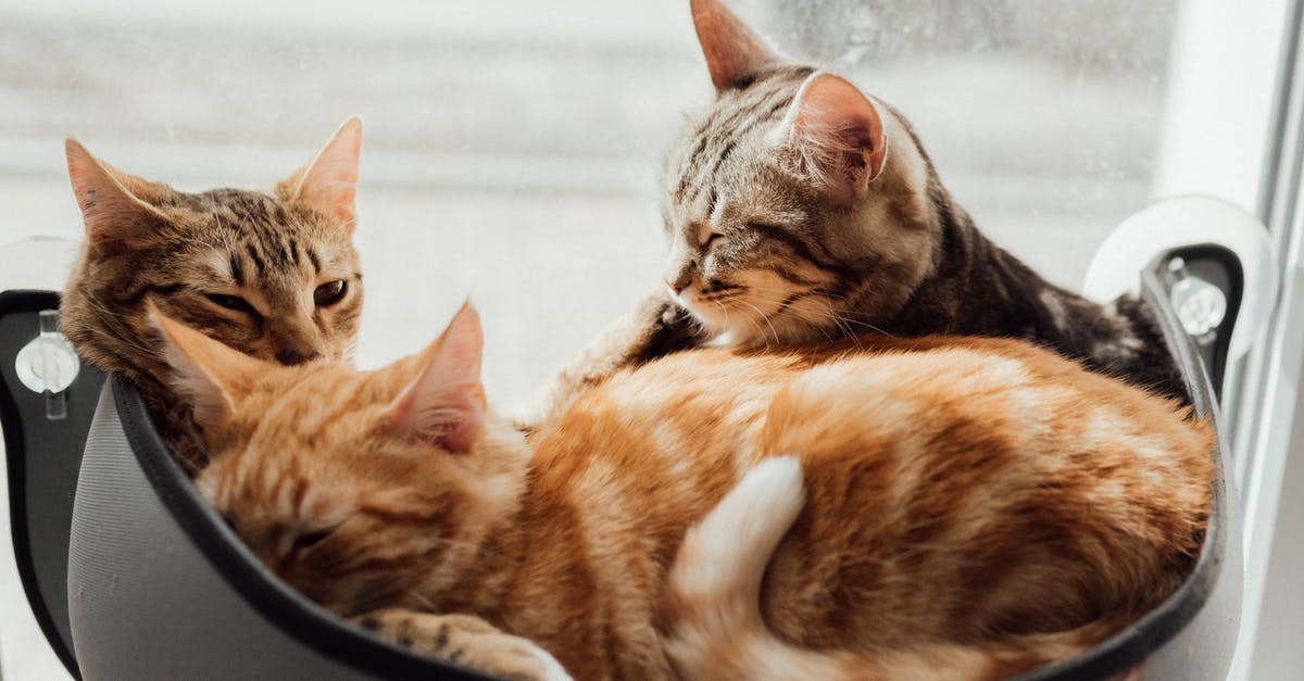 Sleeping bus laws in Europe? [closed] - Orange Tabby Cat on Black Round Bowl