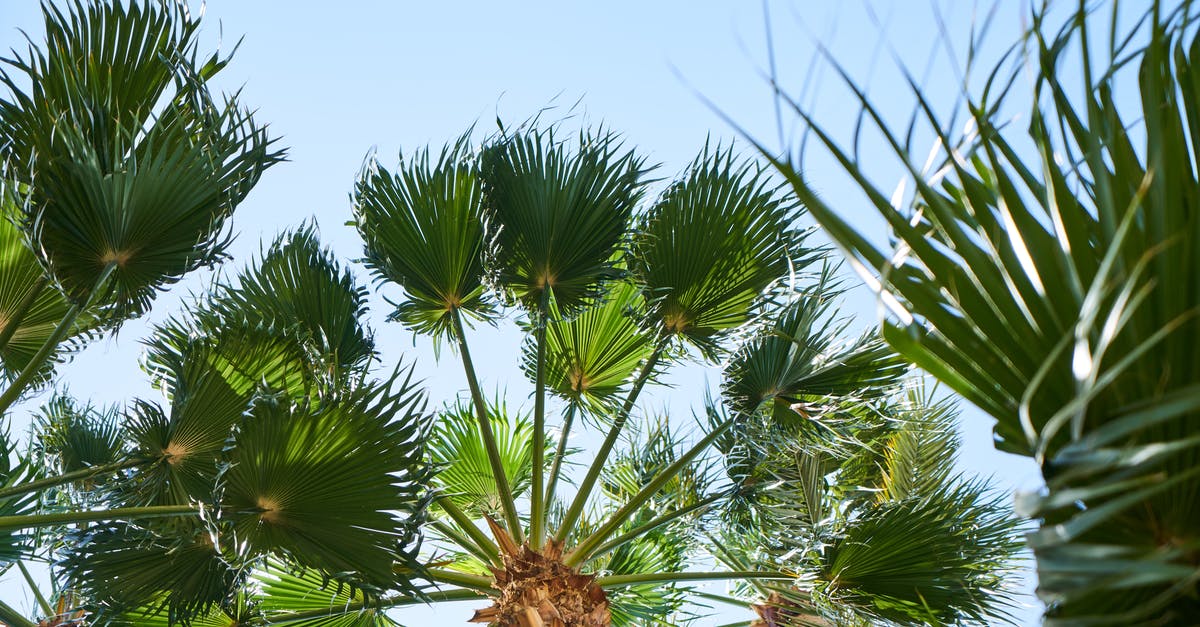 Slightly Overstaying In Thailand Due To miss count (31 days) [duplicate] - Palm Trees