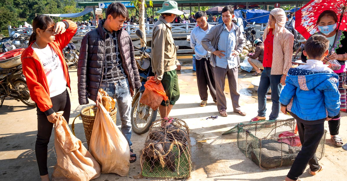 Small umbrella in the carry-on bag? - Ethnic vendors with pigs against buyers in bazaar