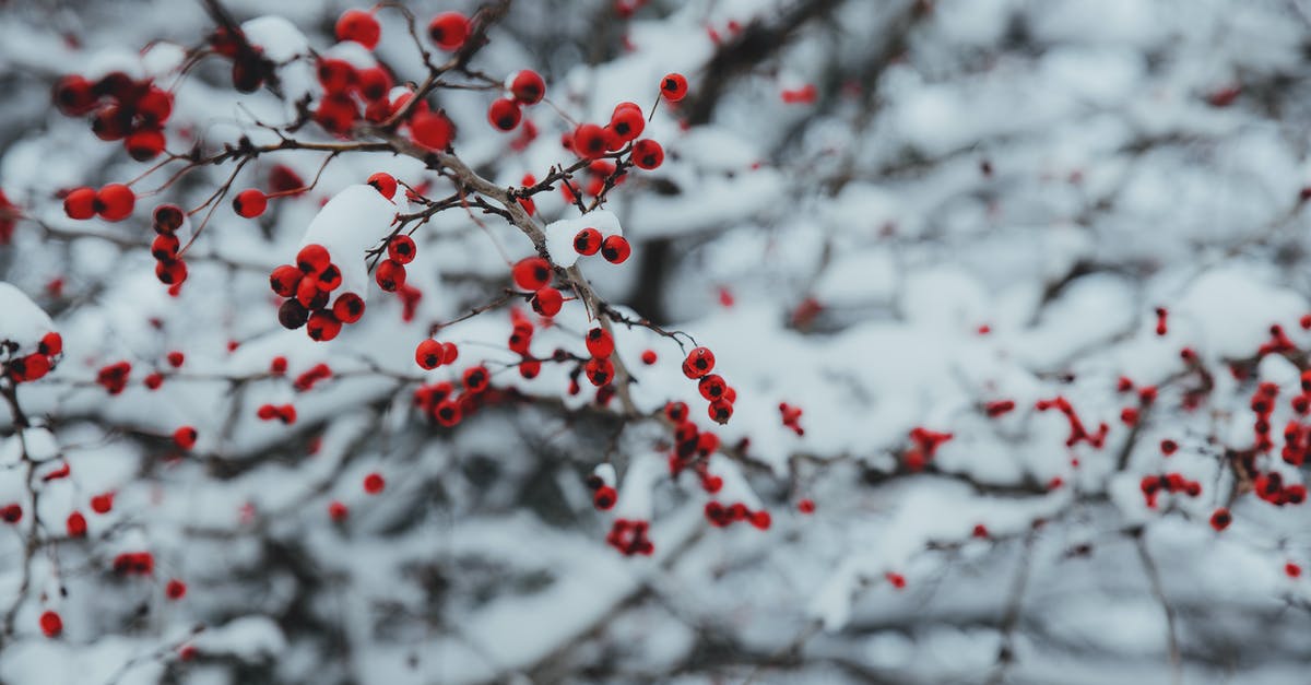 Snow fall this Christmas near Hong Kong? - Red-petaled Flowers on Braches