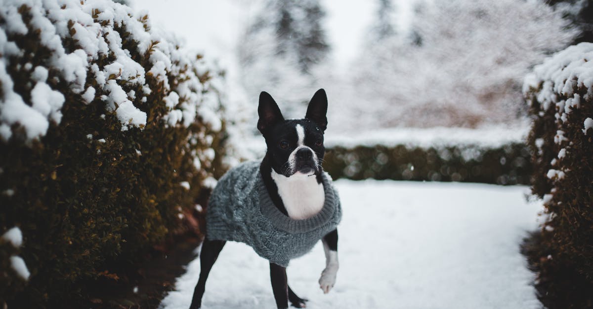 Snow fall this Christmas near Hong Kong? - Black and White Dog on Snow Covered Ground