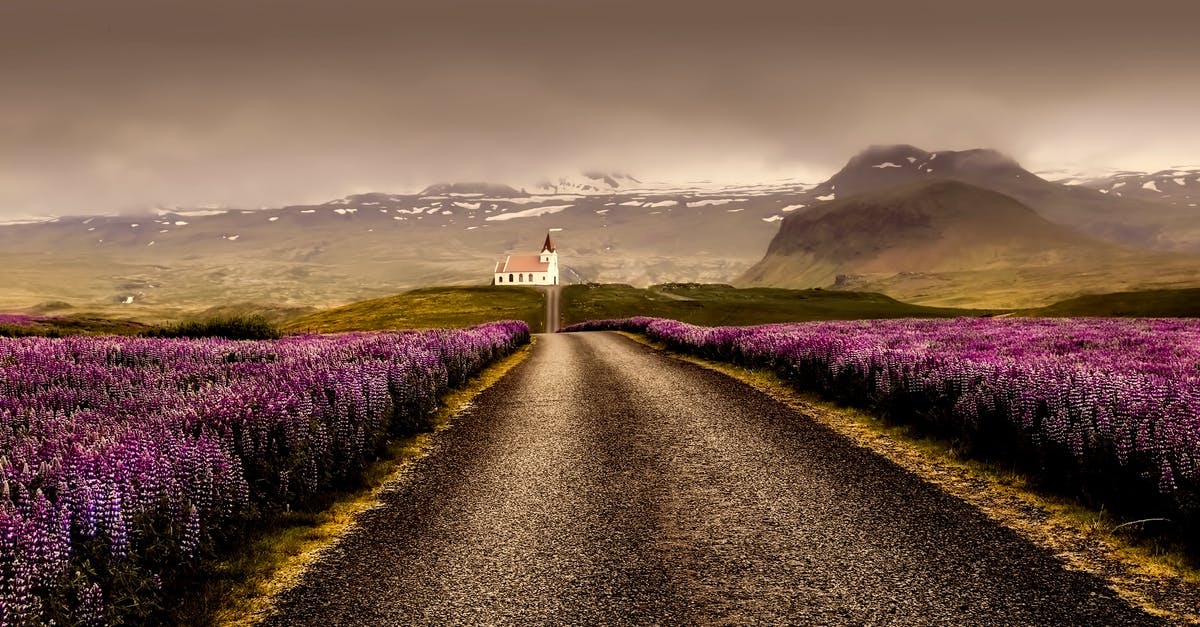 Snow on the Yukon roads in summer - Gray Road Surrounded With Purple Flower Field