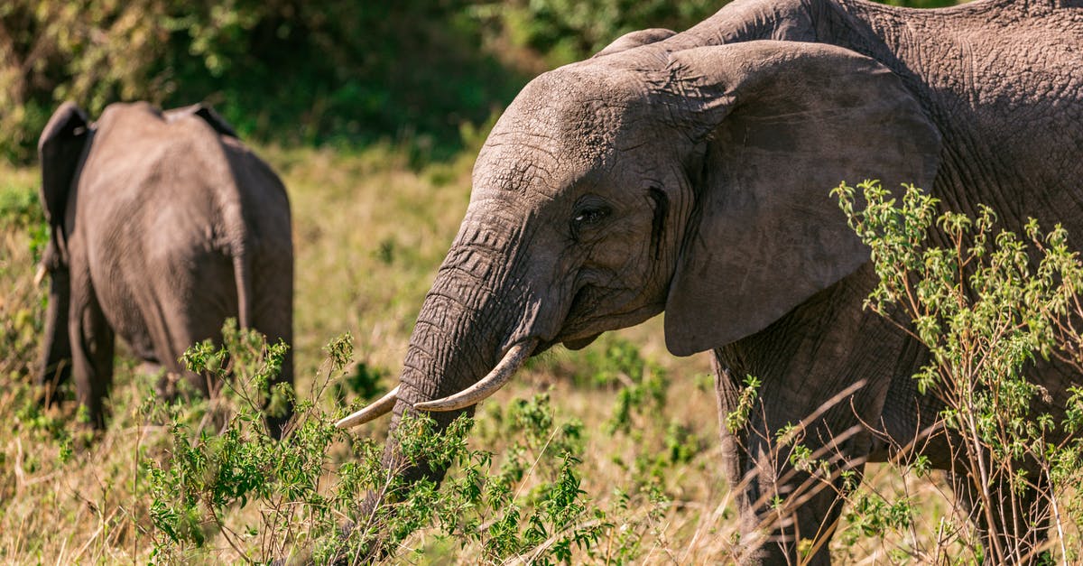 South Africa 90 day travel rules - Female elephant with small baby elephant grazing in grassy savanna in sunny day