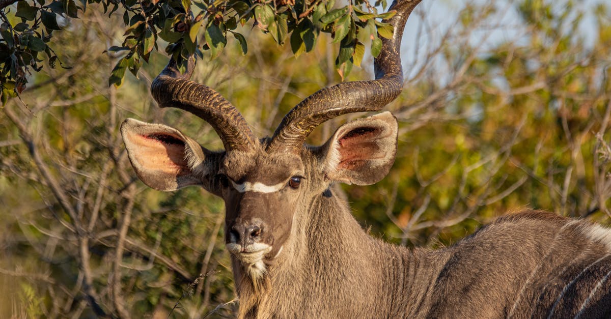 South Africa overstay-undesirable waiver processing time [closed] - Selective Focus Photography of Brown Antler