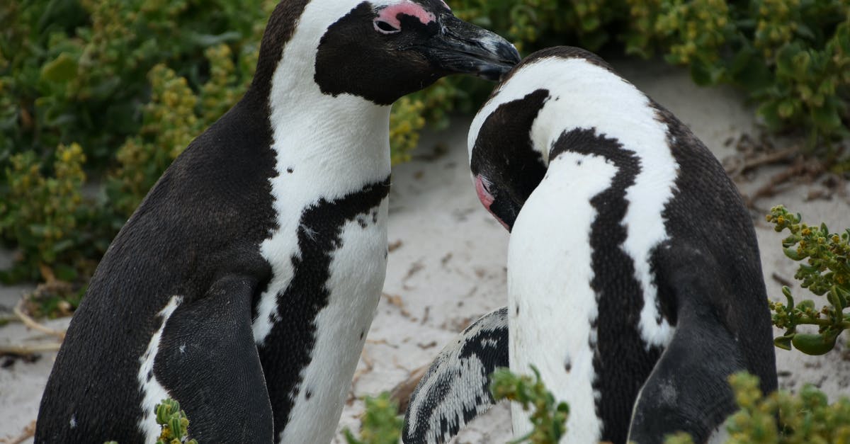 South Africa visa complications -  Two Adorable Penguins 