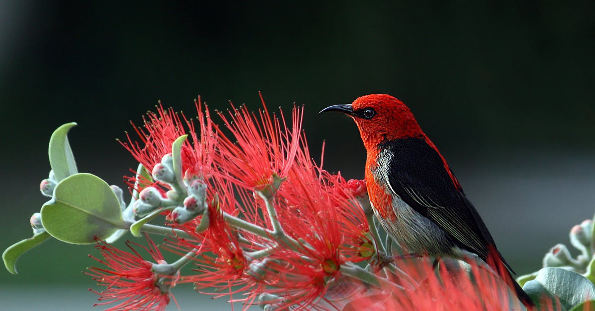 Southwest Early Bird - Red and Black Bird on Red Flowers