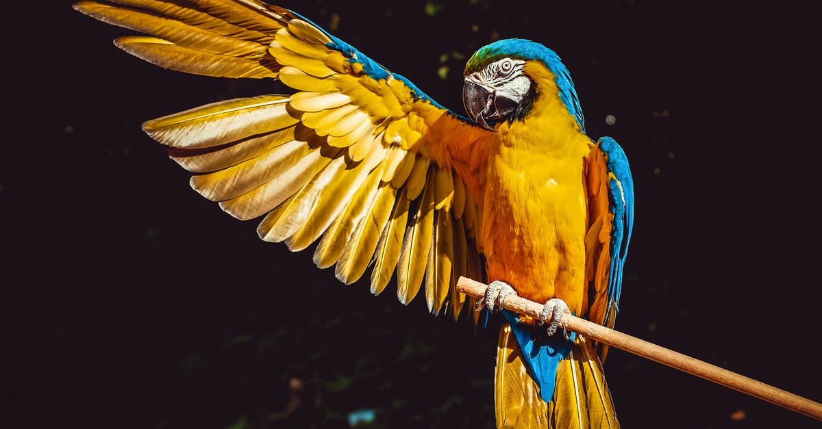 Southwest Early Bird - Photo of Yellow and Blue Macaw With One Wing Open Perched on a Wooden Stick