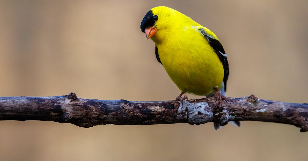 Southwest Early Bird Checkin - Close up of a male American Goldfinch (Spinus tristis) in breeding plumage after spring molt. Selective focus, background blur and foreground blur.