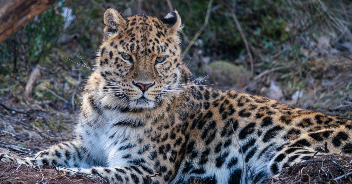Southwest USA - Dangerous Animal Precautions? - Leopard Lying on the Ground 