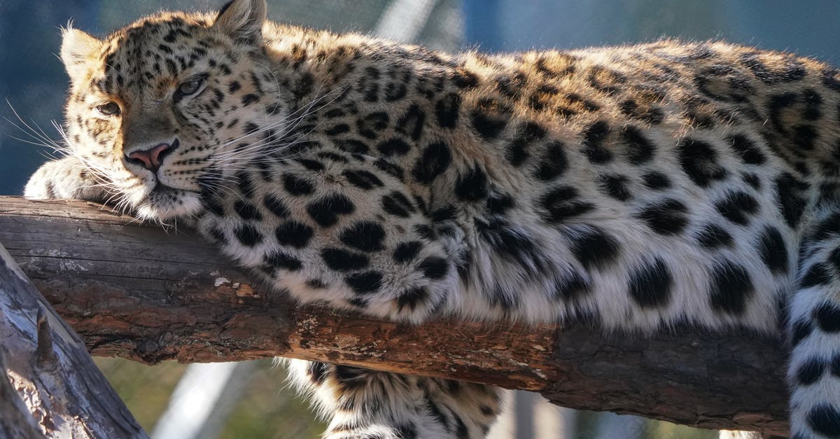 Southwest USA - Dangerous Animal Precautions? - Leopard on Brown Tree Branch