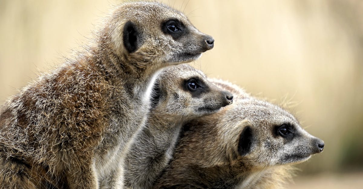 Standard Visitor Visa for a British National - Brown Meercats