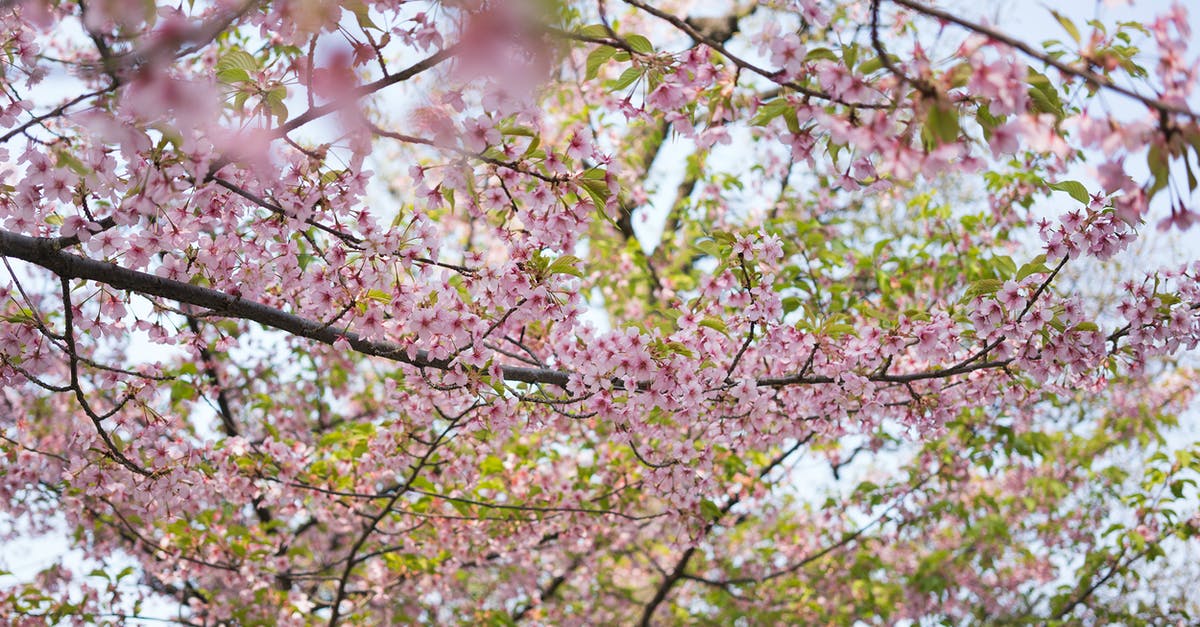 Stay in Osaka, Kyoto or both [closed] - Pink Cherry Blossom Tree