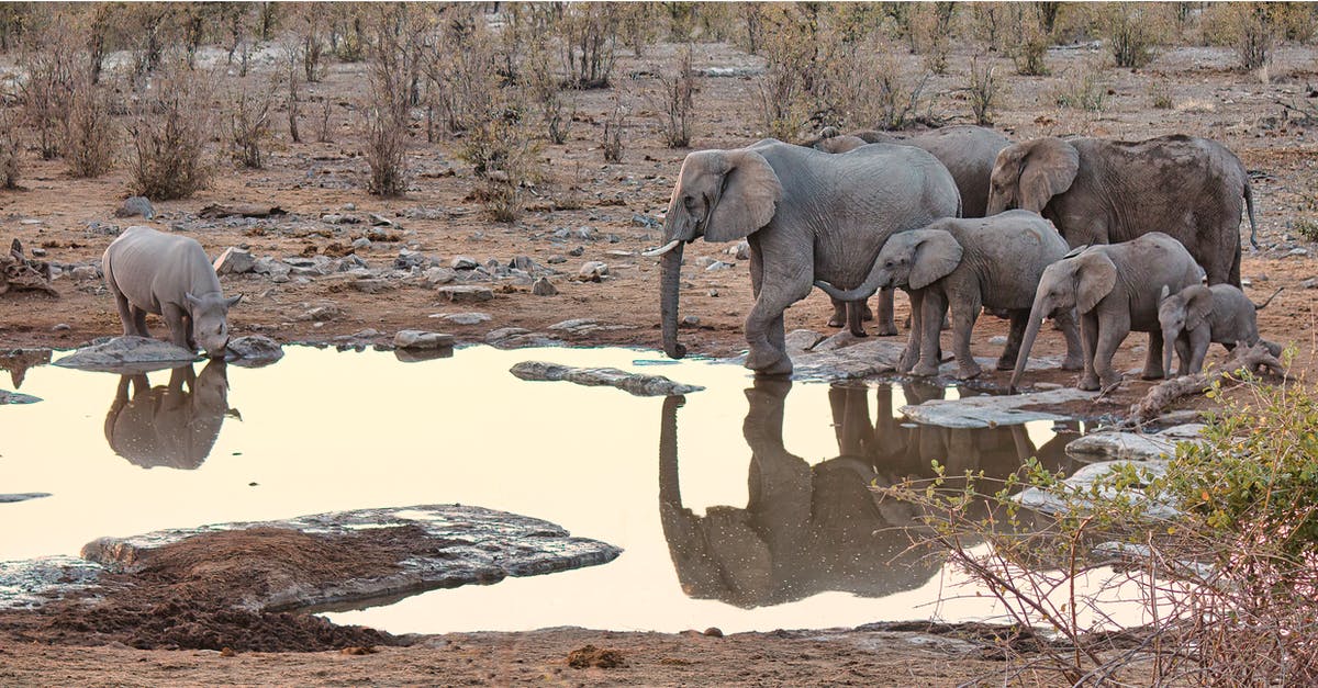 Staying in Etosha Park, Namibia - Elephant on River