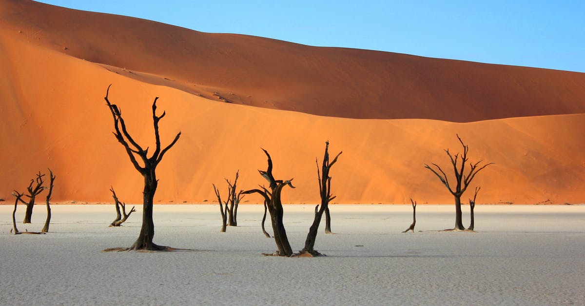 Staying in Etosha Park, Namibia - Bare Trees in Desert