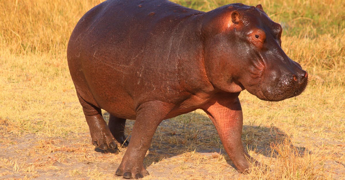 Staying in Etosha Park, Namibia - Hippo on Grass Field