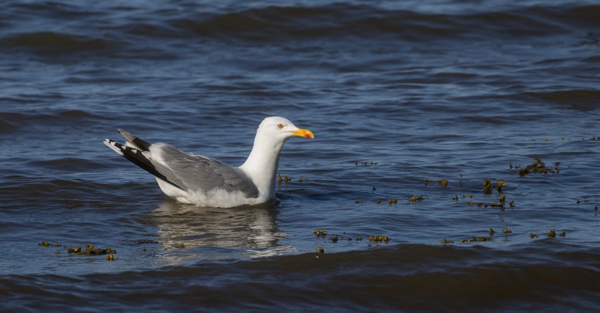 Staying in Europe (Schengen and non-Schengen) for one year - Single seagull swimming