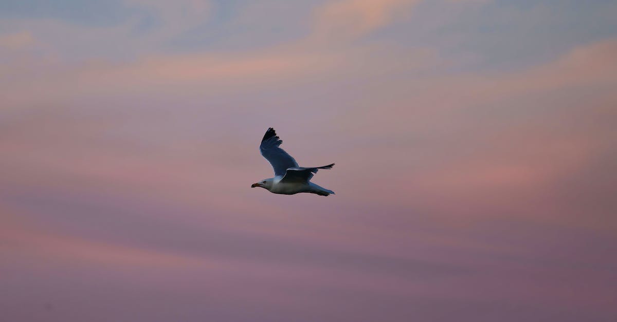 Sydney–Melbourne by other means than flying - Gull @ Daybreak. Daybreak. 5:28 am, June 4, 2022. 58° F. Cove Island Park, Stamford, CT.