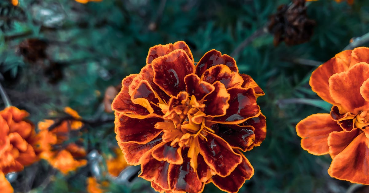 Tagetes flower in Ukraine - From above of blooming aromatic marigolds with orange petals growing in garden in daytime