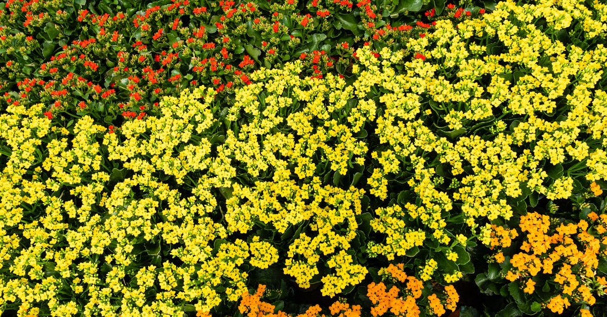 Tagetes flower in Ukraine - From above of dense lush bushes with multicolored tagetes flowers with green leaves growing in botanical garden on summer day