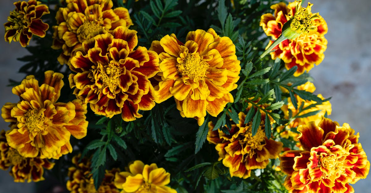 Tagetes flower in Ukraine - Blooming yellow and orange Tagetes marigold flowers with green leaves