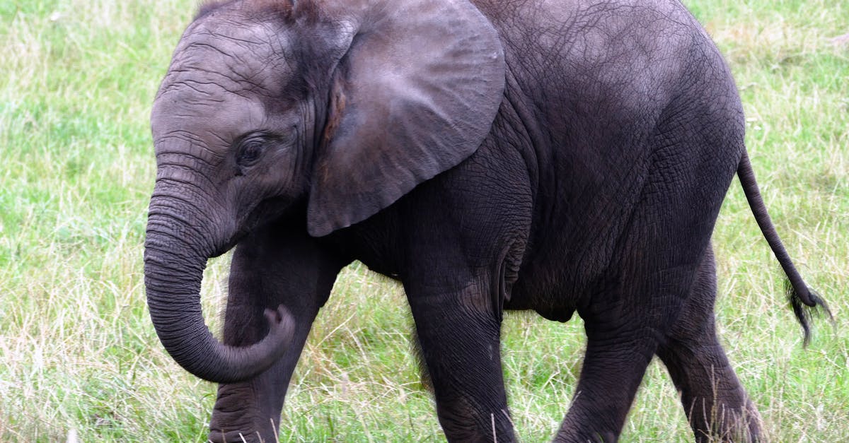 Taking large amounts of strong medications on holiday - Elephant Calf