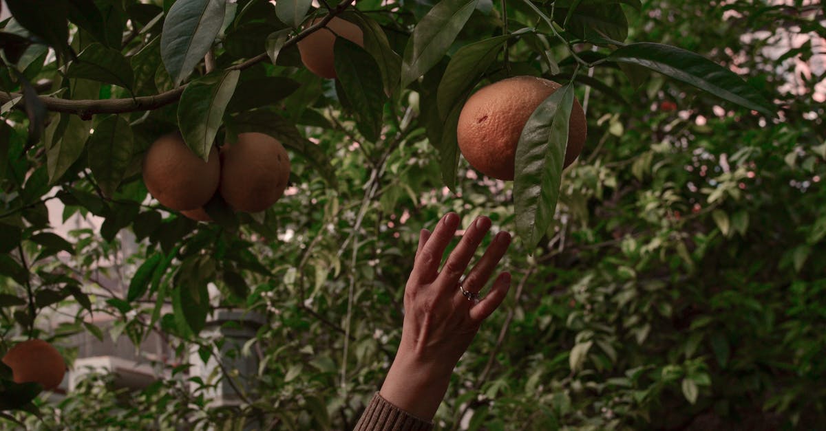 Taking produce to Europe - Person Holding Orange Fruit